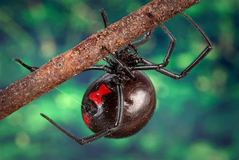 picada de aranha viuva negra - princípio de infarto sintomas